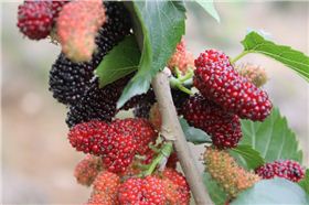 毅廷音響生產(chǎn)廠家